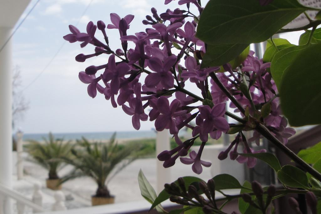 Amaryllis Studios Asprovalta Dış mekan fotoğraf